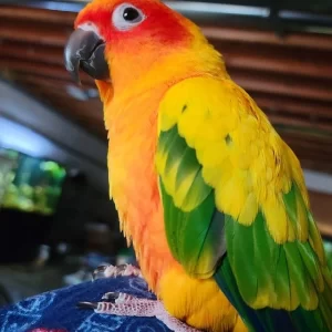 Sun Conure Parrot for Sale | Adult Male Companion Bird ( Phoenix )