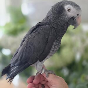 Young Baby Male Timneh African Grey Parrot for Sale – ( Mickey )