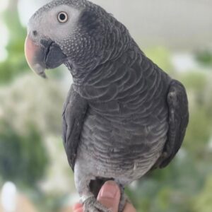 Young Baby Male Timneh African Grey Parrot for Sale – ( Mickey )