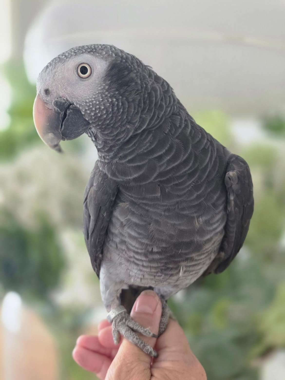 Mickey young baby male Timneh African Grey Parrot for sale