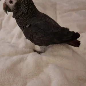 Hand Raised Baby Female Timneh African Grey for Sale – ( Zuri )