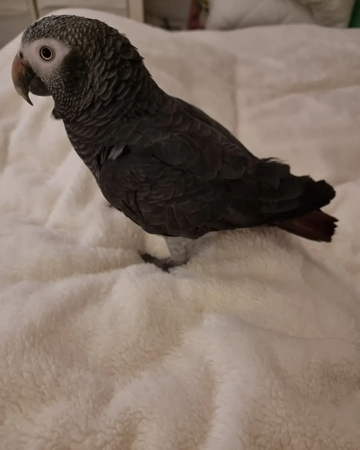 Hand Raised Baby Female Timneh African Grey for Sale - ( Zuri ) - Image 2