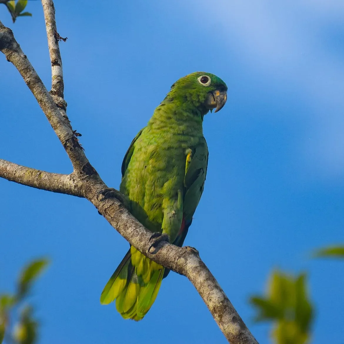 Southern Mealy Amazon Parrot For Sale (Amazona farinosa farinosa) Tamed