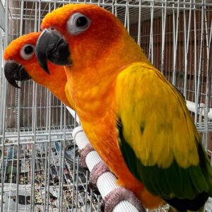 Sun Conure Parrots for Sale | Hand-Fed Babies, Adults & Pairs