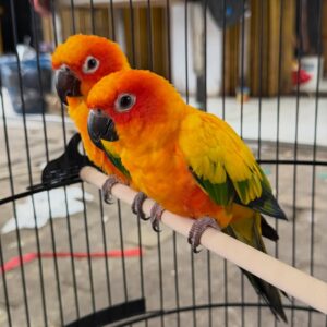 Sun Conure Parrots for Sale | Hand-Fed Babies, Adults & Pairs
