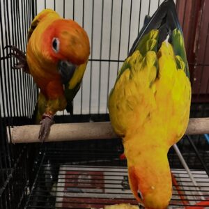 Baby Female Sun Conure | Hand-Fed & Socialized ( Maya)