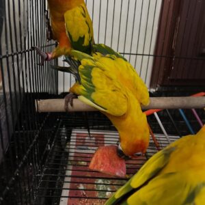Baby Male Sun Conure | Hand-Fed & Weaned (Sunny)