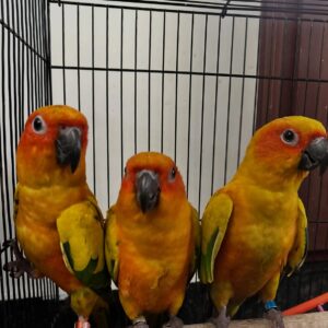 Conure Parrots for Sale | Golden, Sun & Green-Cheek Conures