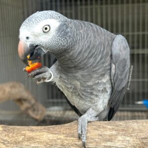 Timneh African Grey Parrot for Sale | Exotic Parrots Aviary