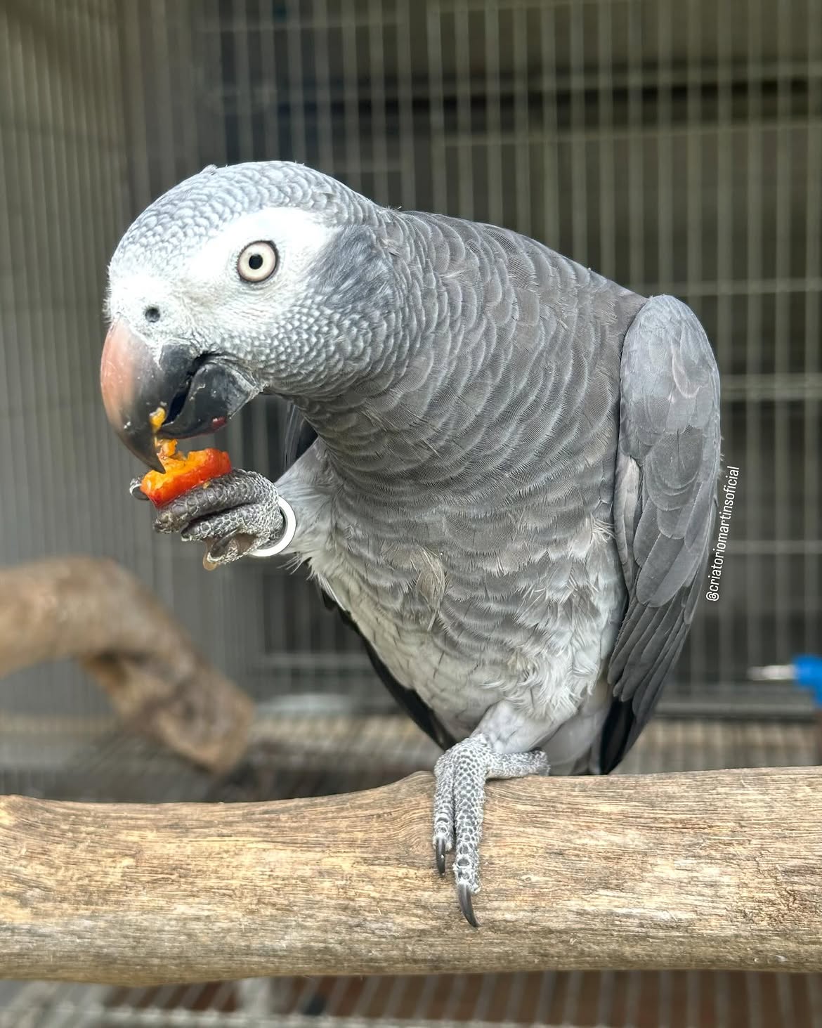 Timneh African Grey Parrot for Sale