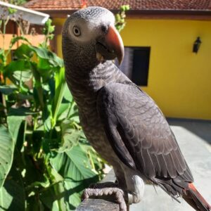 Female Timneh African Grey Parrot for Sale | Adult Timneh – Kaia