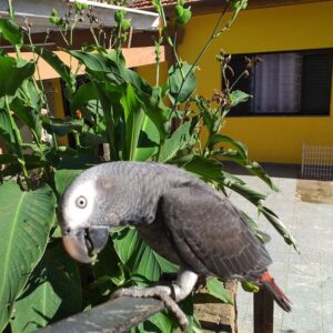 Female Timneh African Grey Parrot for Sale | Adult Timneh – Kaia