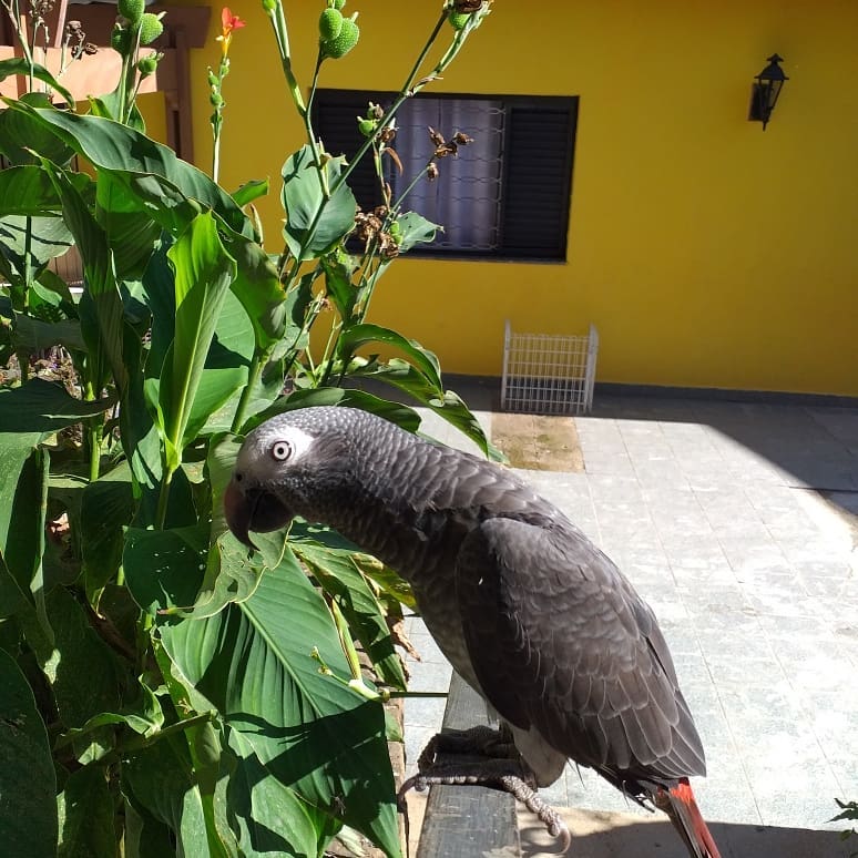 Kaia adult female Timneh African Grey Parrot for sale