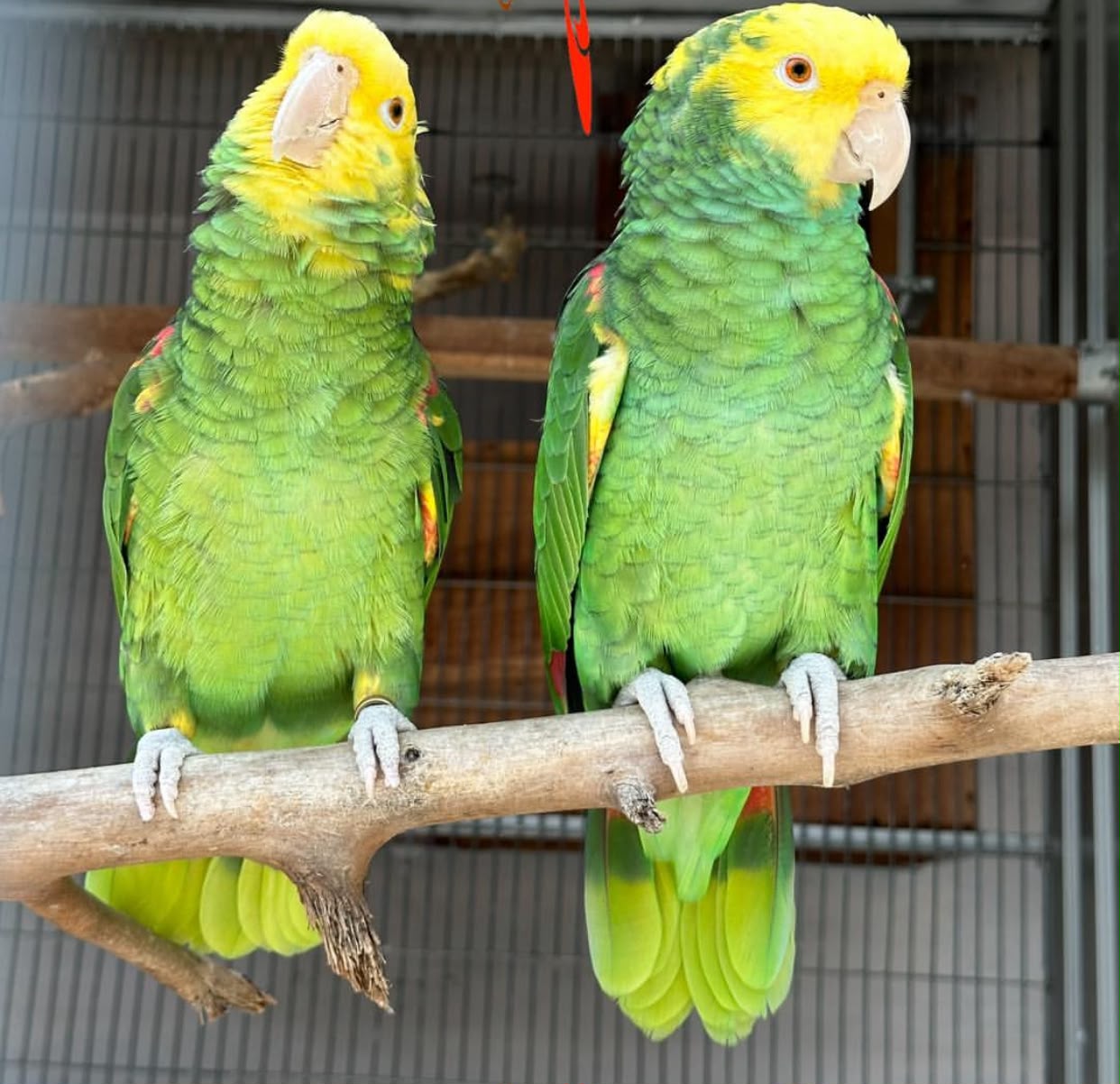 Unrelated Double Yellow-Headed Amazon Pair for sale | Male & Female ( Don and Eva)