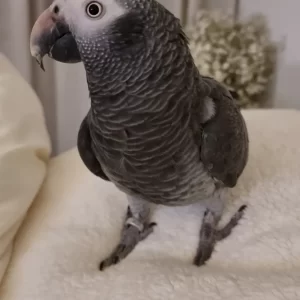 Adult Male Timneh African Grey Parrot for Sale – Loki