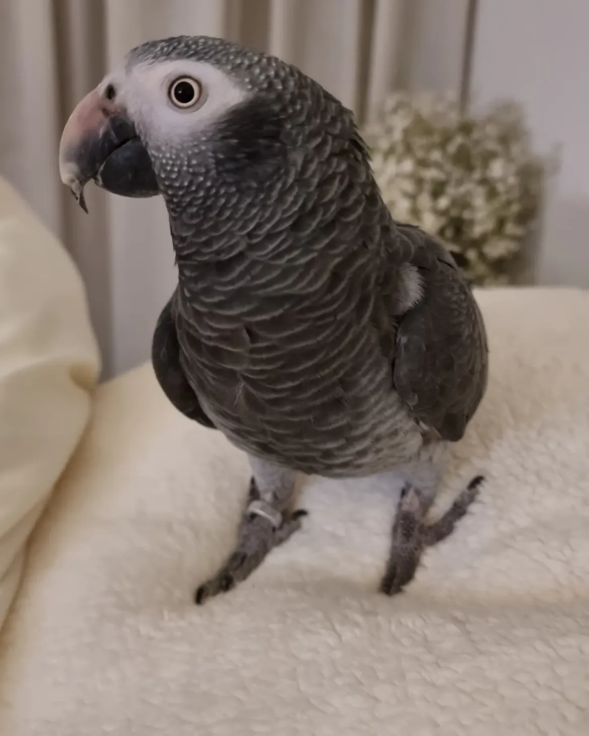 Adult Male Timneh African Grey Parrot for Sale – Loki - Image 2