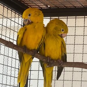 Young Golden Conure Pair for Sale | Male & Female ( Theo and Tessy )