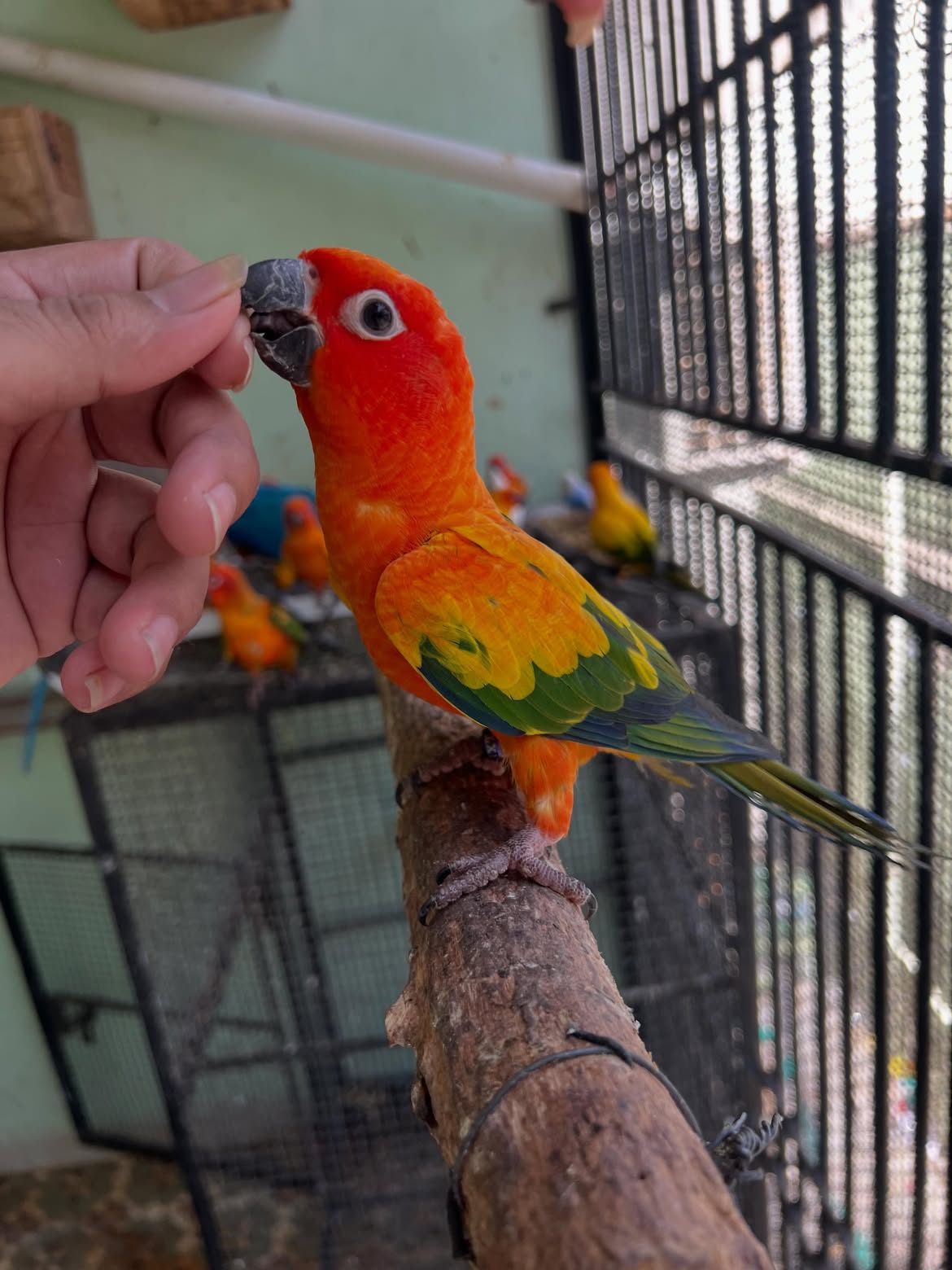 Baby Female Sun Conure | Hand-Fed & Socialized